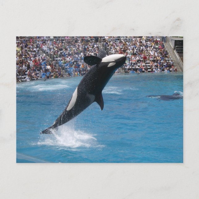 Killer Whale Postcard (Front)