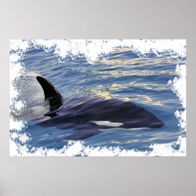 Killer whale swimming fast poster (Front)