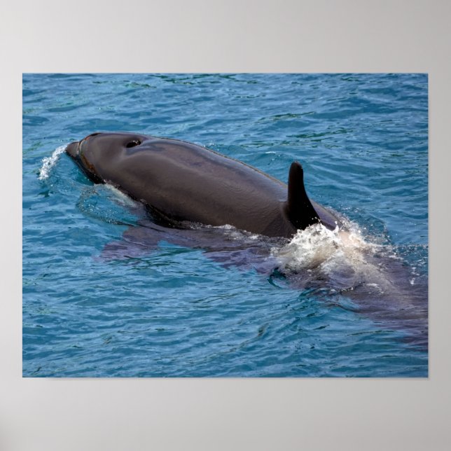 Killer whale swimming poster (Front)