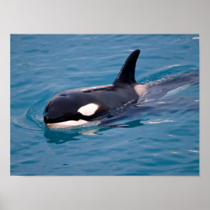Killer whale swimming poster