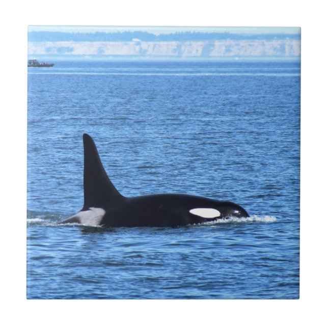 Killer Whale Tile (Front)