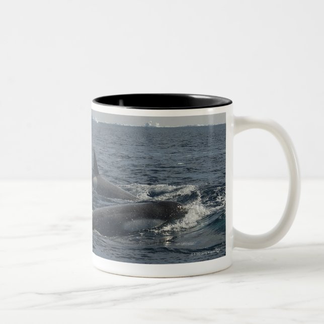 killer whale Two-Tone coffee mug (Right)