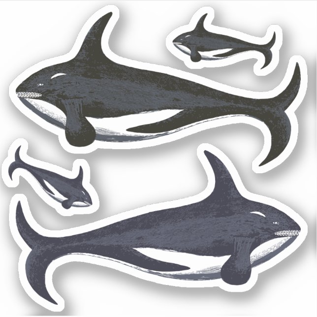Killer Whales (Front)