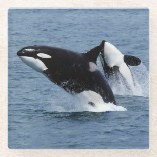 Killer whales glass coaster