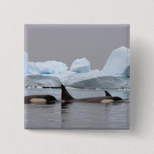 killer whales (orcas), Orcinus orca, pod 2 Inch Square Button