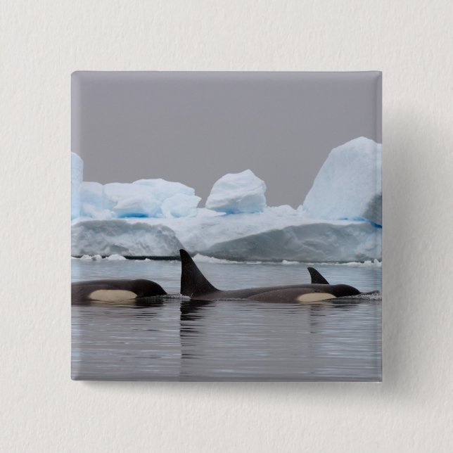 killer whales (orcas), Orcinus orca, pod 2 Inch Square Button (Front)