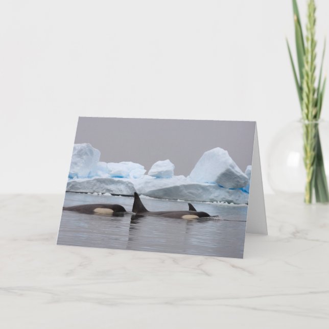 killer whales (orcas), Orcinus orca, pod Card (Front)