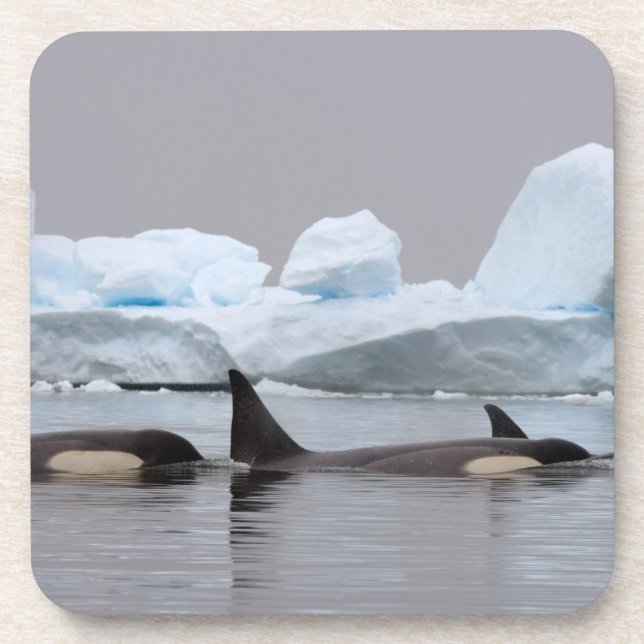 killer whales (orcas), Orcinus orca, pod Coaster (Front)
