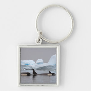 killer whales (orcas), Orcinus orca, pod Keychain