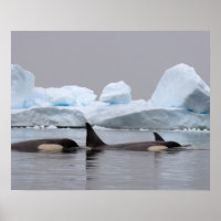 killer whales (orcas), Orcinus orca, pod