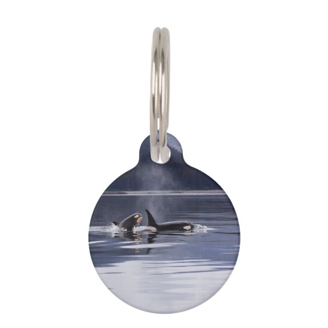 Killer Whales Pet Tag (Back)