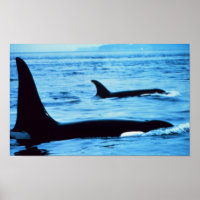Killer Whales