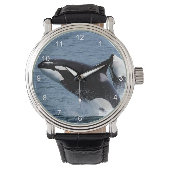 Killer whales watch (Front)