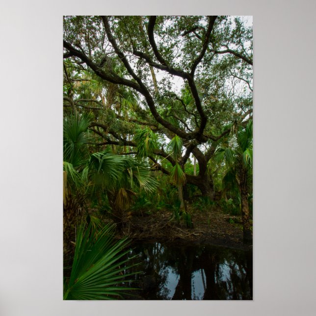 Kilpatrick Hammock, Kissimmee Prairie Preserve, FL Poster (Front)