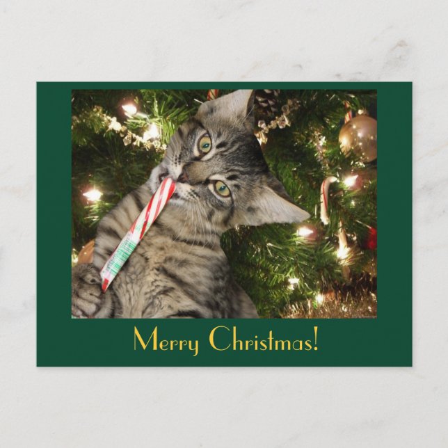 Kimber Cat Mange Sucre de canne Carte postale (Devant)