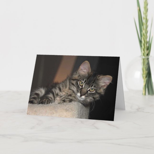Kimber Chillin' Kitten Blank Greeting Card (Front)