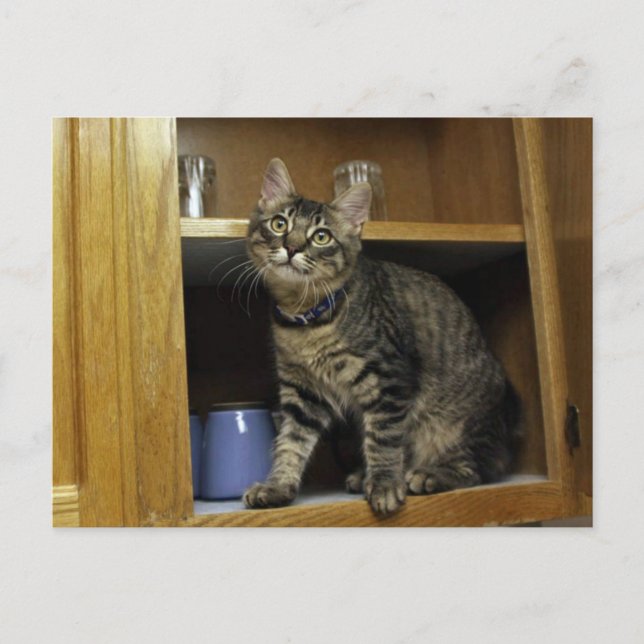 Kimber en carte postale (Devant)