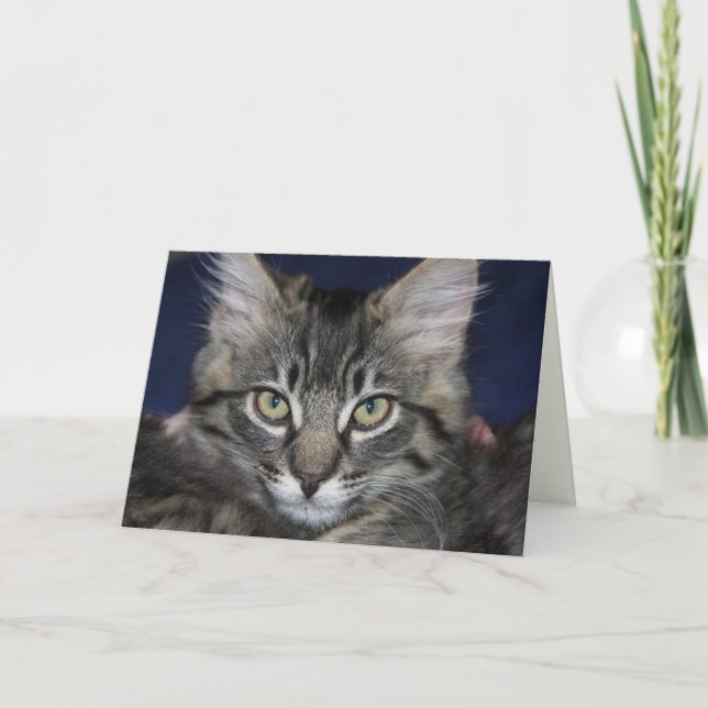 Kimber Kitten Bonne carte d'anniversaire (Devant)