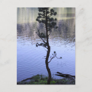 Kindness Matters Postcard