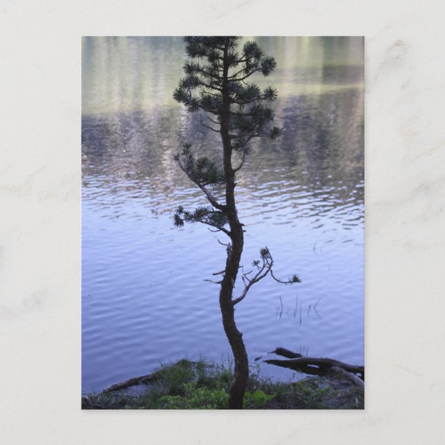 Kindness Matters Postcard (Front)