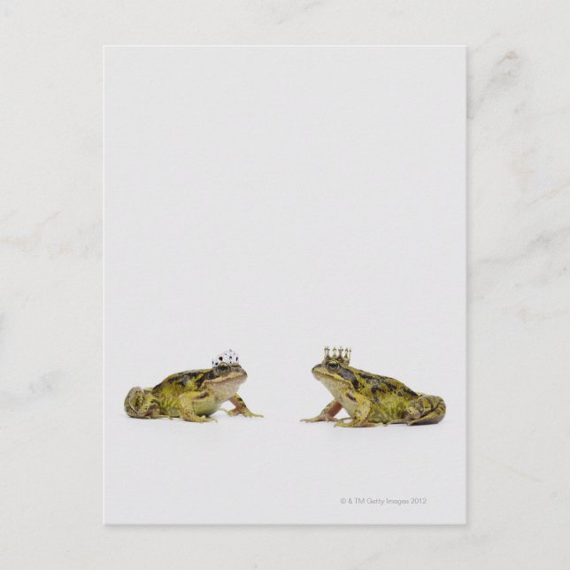 King and Queen frog looking at each other Postcard (Front)