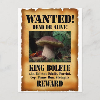 King Bolete - Wanted Dead or Alive Postcard