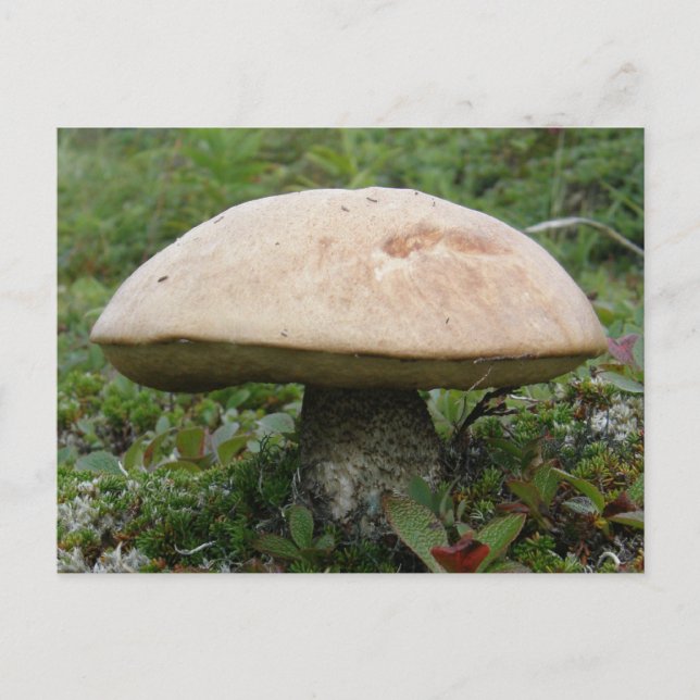 King Boletus Mushroom on Unalaska Island Postcard (Front)