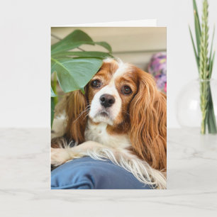King Charles Cavalier Greeting Card