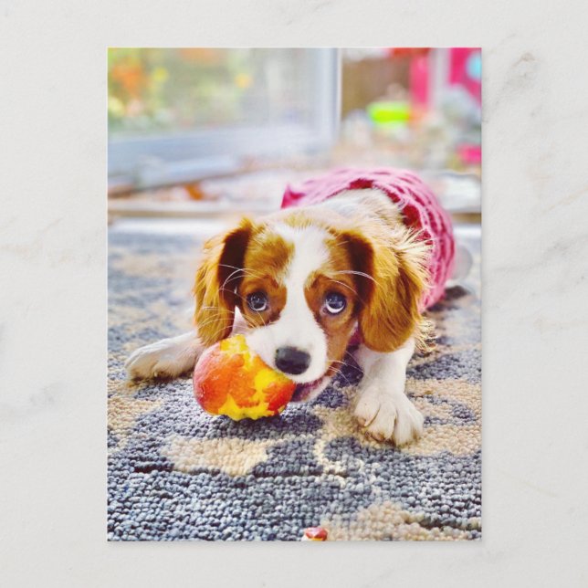 King Charles Cavalier Puppy Postcard (Front)