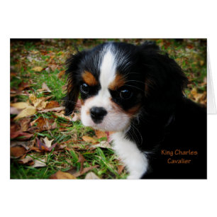 King Charles Cavalier Spaniel