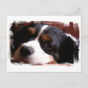 King Charles Cavalier Spaniel Postcard