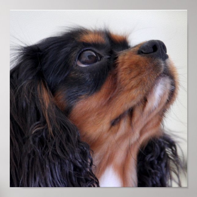 King Charles Cavalier Spaniel Puppy Poster (Front)