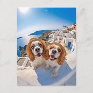 King Charles Cocker Spaniel in Santorini Holiday Postcard