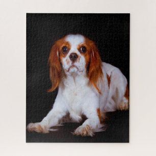 King Charles Spaniel Dog. Jigsaw Puzzle