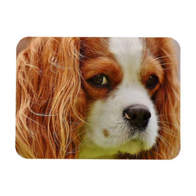 King Charles Spaniel Face Magnet (Horizontal)