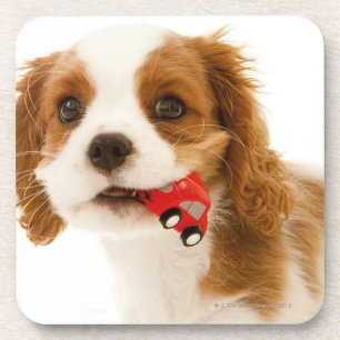 King Charles Spaniel with red car in her mouth. Coaster