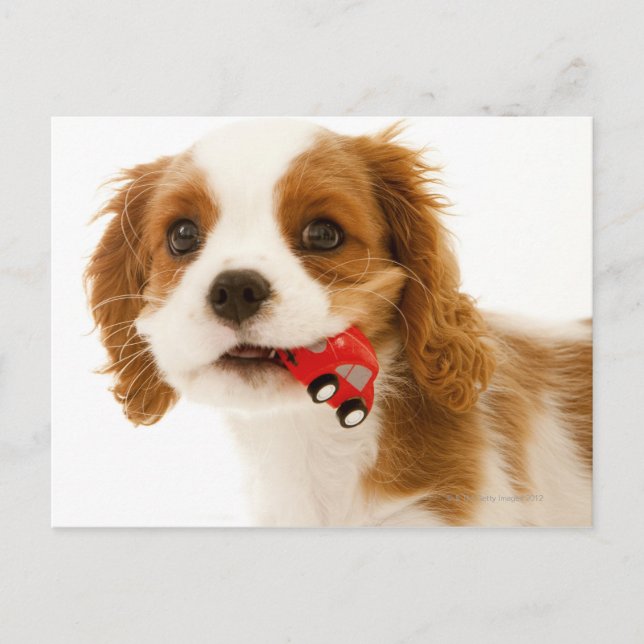 King Charles Spaniel with red car in her mouth. Postcard (Front)