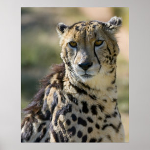 King Cheetah Poster