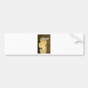 king cobra bumper sticker
