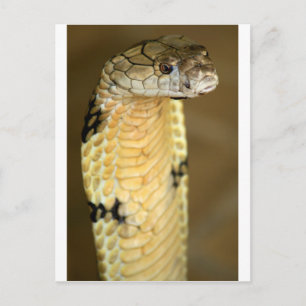 king cobra postcard