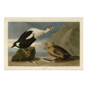 King Duck (King Eider) Audubon's Birds of America Photo Print