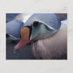 king eider male postcard
