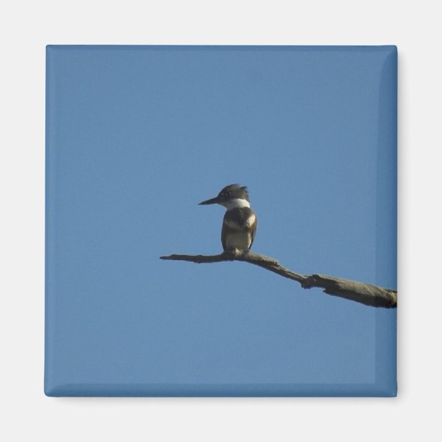 King Fisher Magnet (Front)