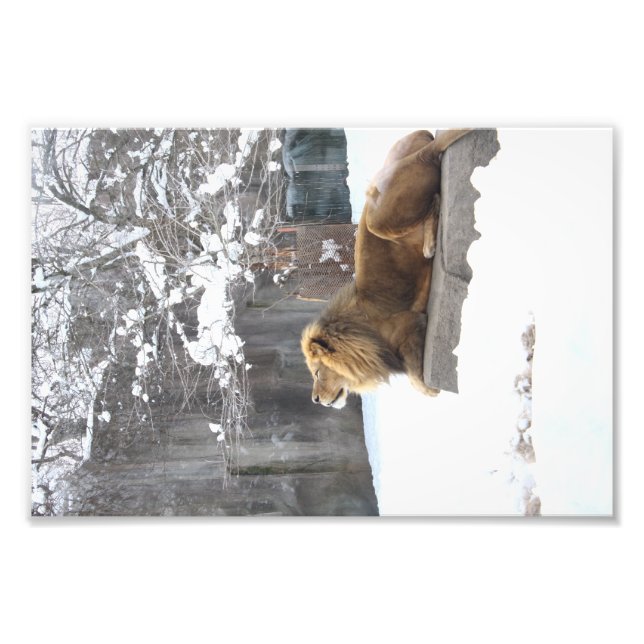 King in the snow by E.A. Schneider Photo Print (Front)