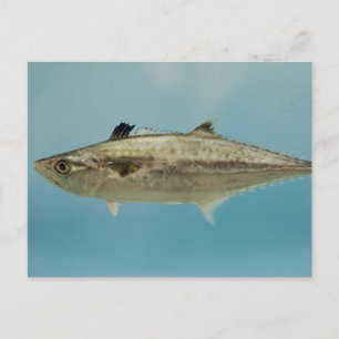 King Mackerel Postcard