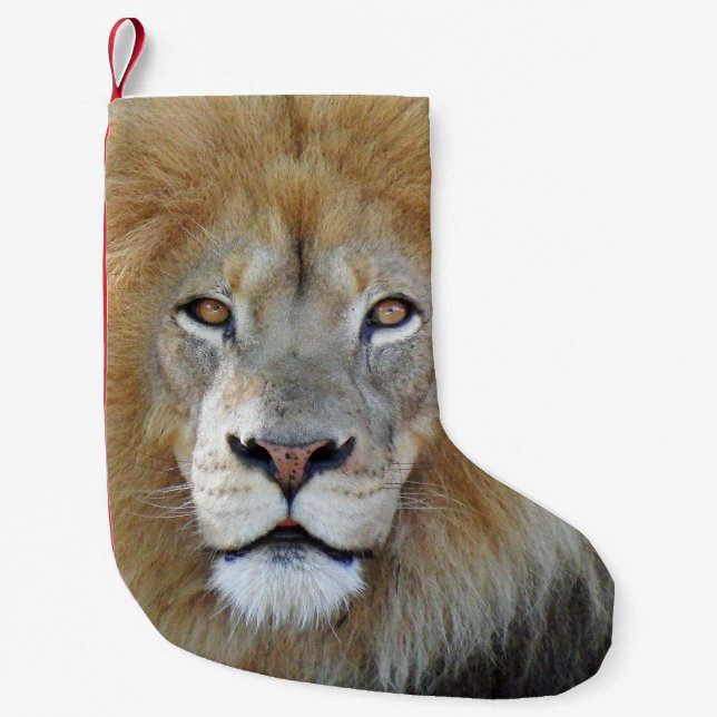 King of the jungle lion small christmas stocking (Front)