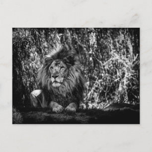 King of the Jungle Postcard