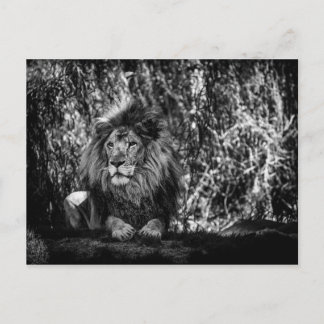 King of the Jungle Postcard