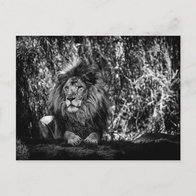 King of the Jungle Postcard (Front)