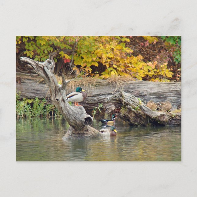 King of the Log Postcard (Front)